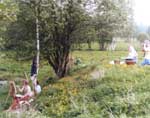 måleri på sommarängar, Hindås