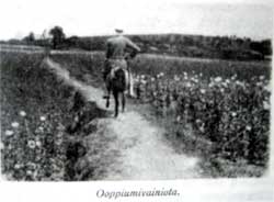 Genom opiumfälten